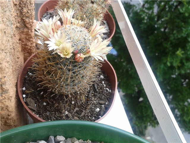 Mammillaria Duwei